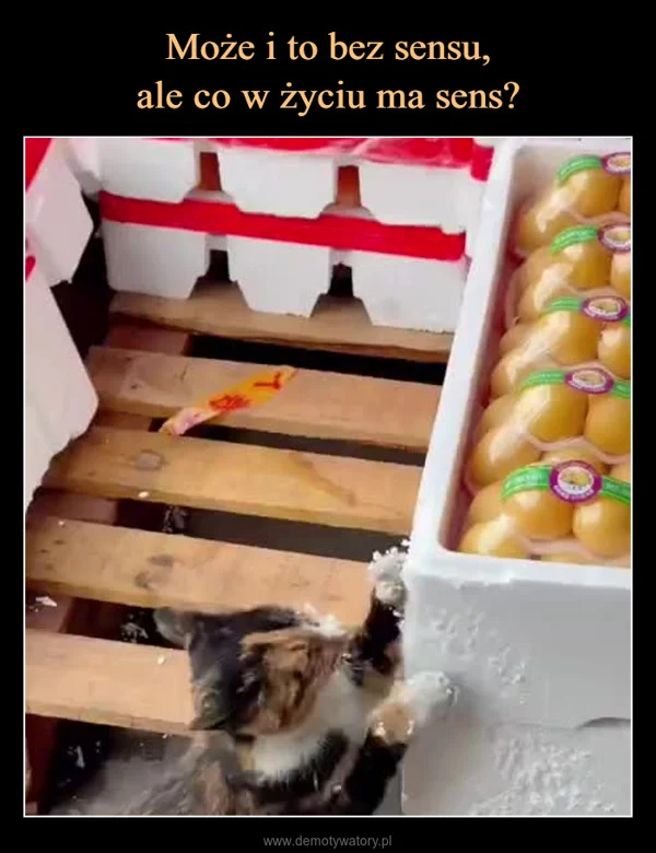 
    Może i to bez sensu, ale co w życiu ma sens?