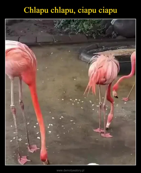 
    Chlapu chlapu, ciapu ciapu