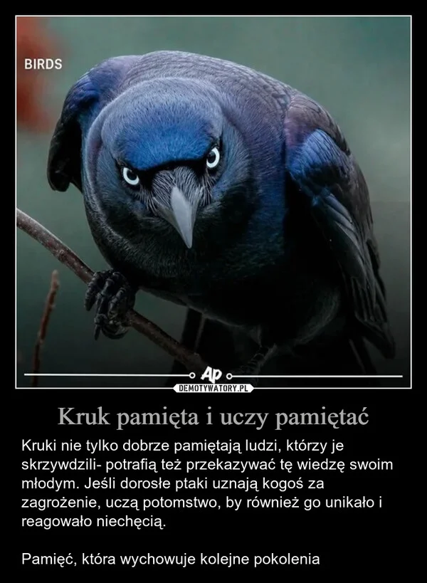 
    Kruk pamięta i uczy pamiętać