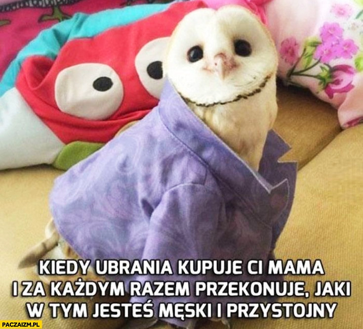 
    Kiedy ubrania kupuje Ci mama i za każdym razem przekonuje jaki w tym jesteś męski i przystojny słodka sowa sówka