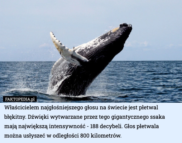 
    Właścicielem najgłośniejszego głosu na świecie jest płetwal błękitny. Dźwięki