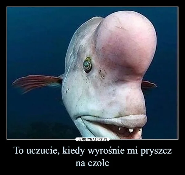 
    To uczucie, kiedy wyrośnie mi pryszcz na czole