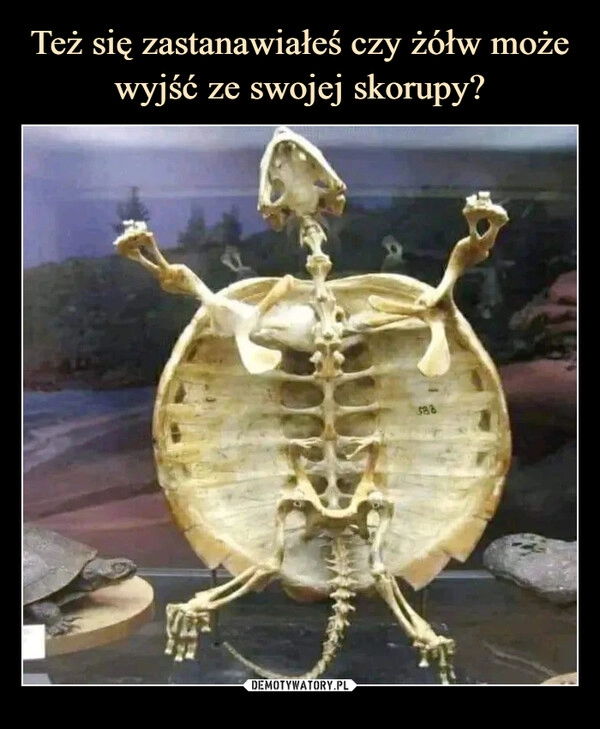 
    
Też się zastanawiałeś czy żółw może wyjść ze swojej skorupy? 