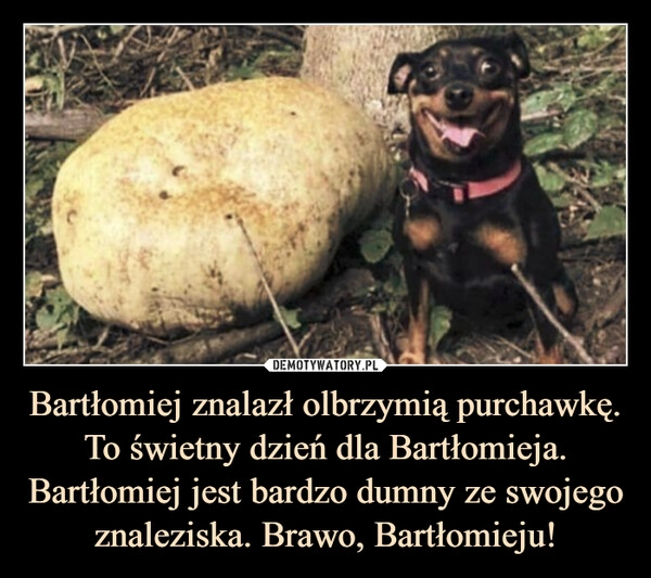 
    Bartłomiej znalazł olbrzymią purchawkę. To świetny dzień dla Bartłomieja. Bartłomiej jest bardzo dumny ze swojego znaleziska. Brawo, Bartłomieju!