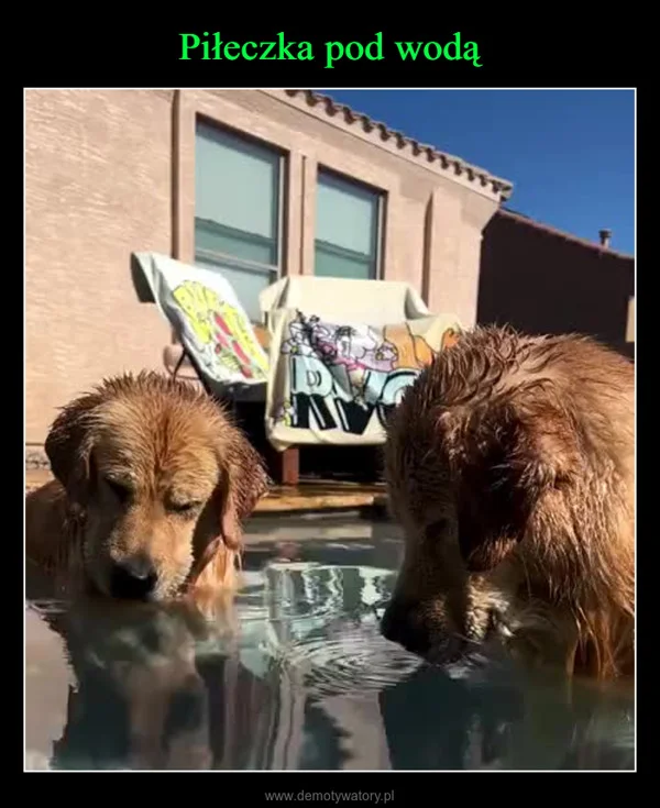 
    Piłeczka pod wodą