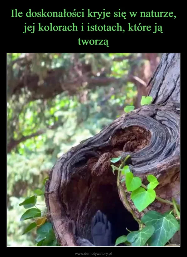 
    Ile doskonałości kryje się w naturze, jej kolorach i istotach, które ją tworzą