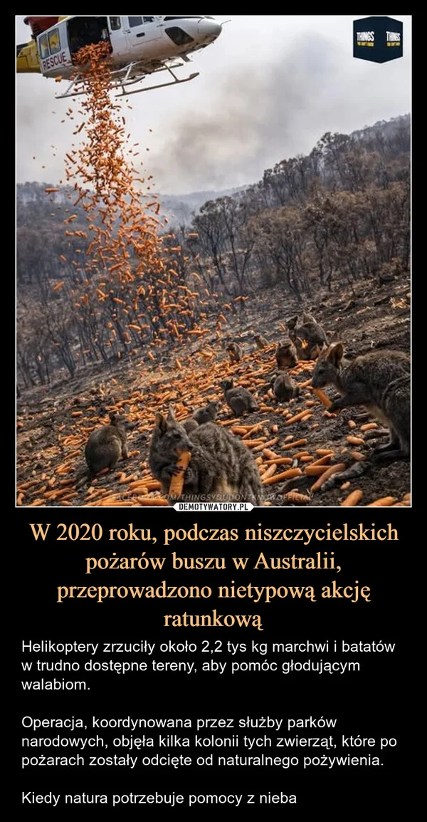 
    W 2020 roku, podczas niszczycielskich pożarów buszu w Australii, przeprowadzono nietypową akcję ratunkową