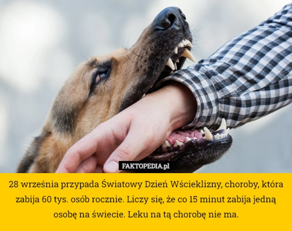 
    28 września przypada Światowy Dzień Wścieklizny, choroby, która zabija 60