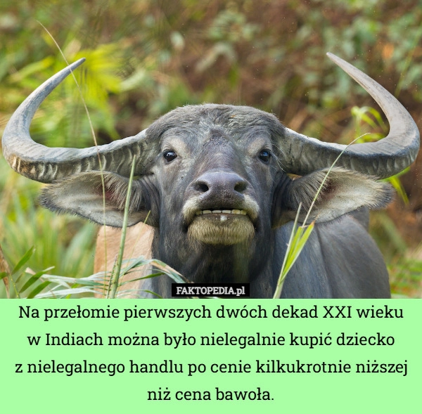 
    Na przełomie pierwszych dwóch dekad XXI wieku w Indiach można było nielegalnie