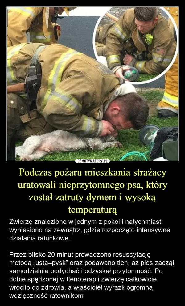 
    Podczas pożaru mieszkania strażacy uratowali nieprzytomnego psa, który został zatruty dymem i wysoką temperaturą