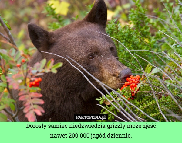 
    Dorosły samiec niedźwiedzia grizzly może zjeść
nawet 200 000 jagód dziennie.