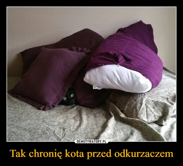 Tak chronię kota przed odkurzaczem