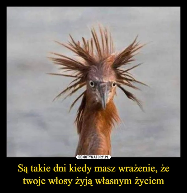 
    Są takie dni kiedy masz wrażenie, że twoje włosy żyją własnym życiem