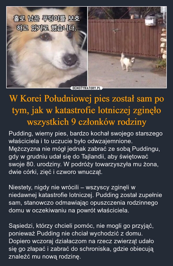 
    W Korei Południowej pies został sam po tym, jak w katastrofie lotniczej zginęło wszystkich 9 członków rodziny