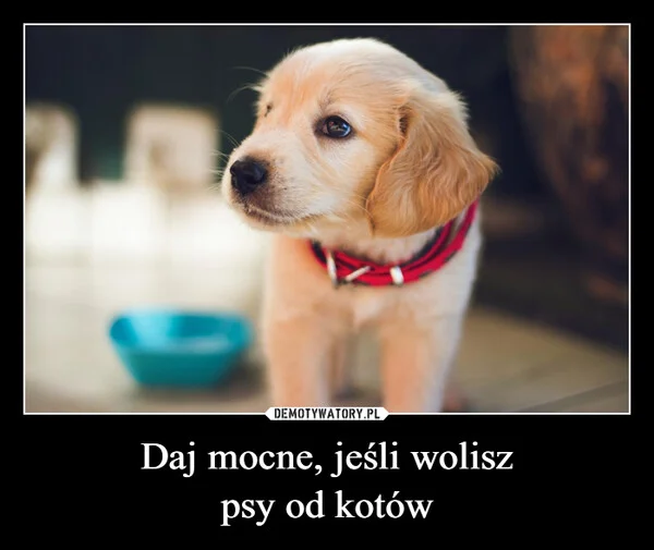 
    Daj mocne, jeśli wolisz psy od kotów