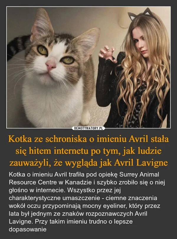 Kotka ze schroniska o imieniu Avril stała się hitem internetu po tym, jak ludzie zauważyli, że wygląda jak Avril Lavigne