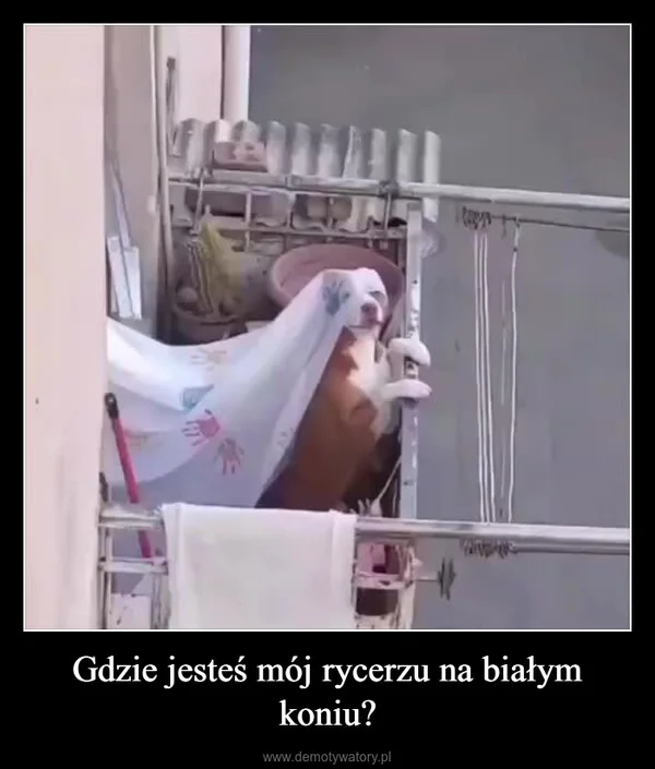 
    Gdzie jesteś mój rycerzu na białym koniu?