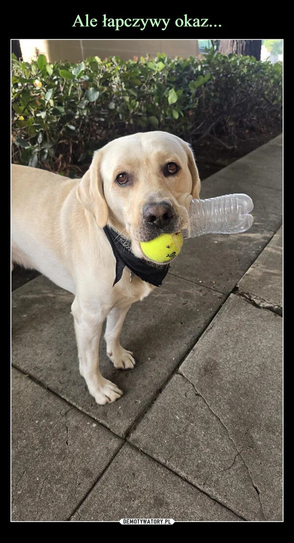 
    Ale łapczywy okaz...