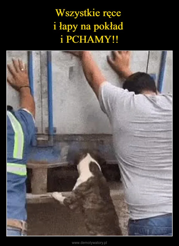 
    Wszystkie ręce i łapy na pokład i PCHAMY!!