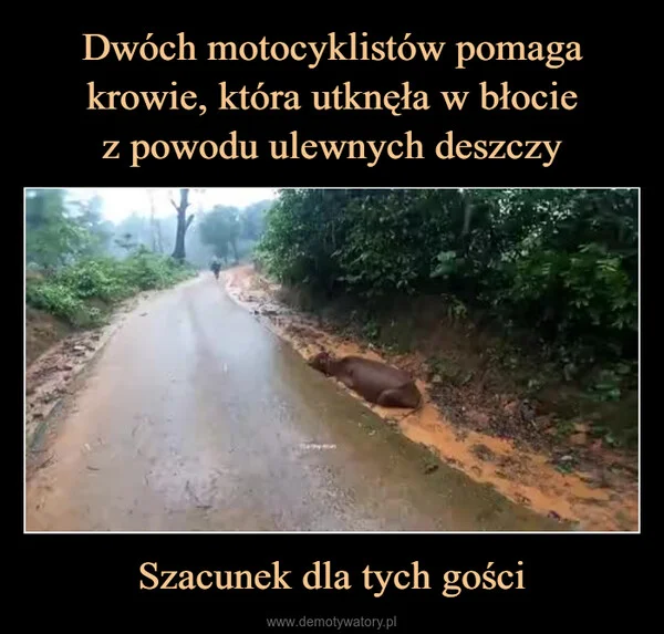 Dwóch motocyklistów pomaga krowie, która utknęła w błocie z powodu ulewnych deszczy Szacunek dla tych gości