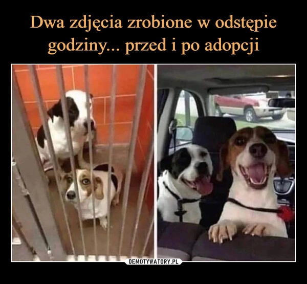 
    Dwa zdjęcia zrobione w odstępie godziny... przed i po adopcji