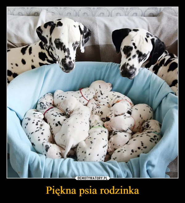 
    Piękna psia rodzinka
