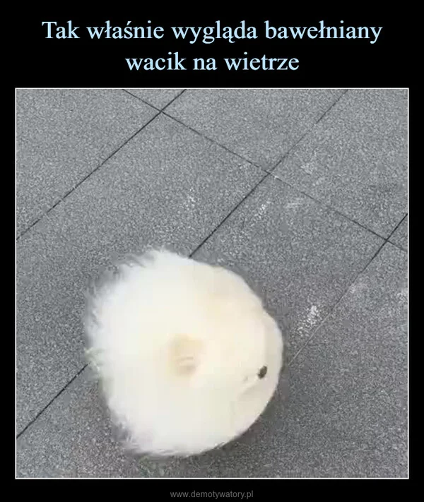 
    Tak właśnie wygląda bawełniany wacik na wietrze