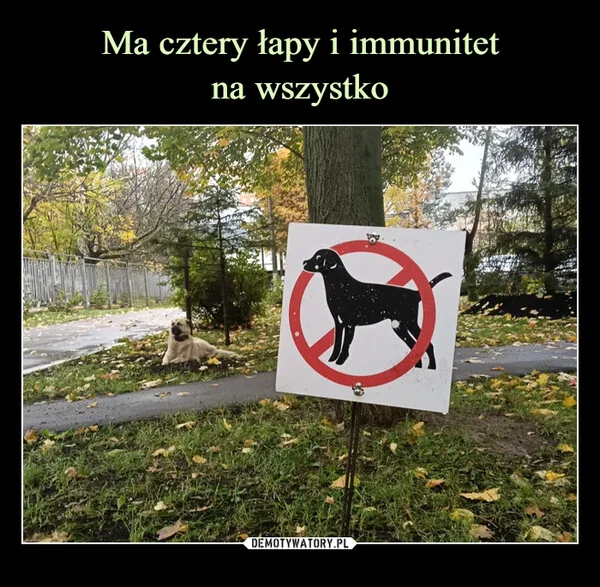 
    Ma cztery łapy i immunitet na wszystko