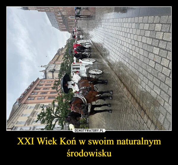 XXI Wiek Koń w swoim naturalnym środowisku