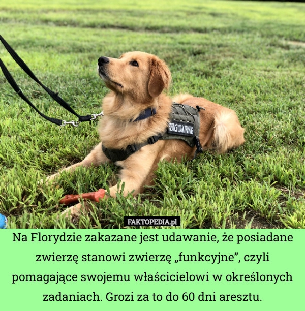 
    Na Florydzie zakazane jest udawanie, że posiadane zwierzę stanowi zwierzę
