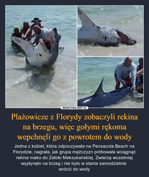 
    Plażowicze z Florydy zobaczyli rekina na brzegu, więc gołymi rękoma wepchnęli go z powrotem do wody