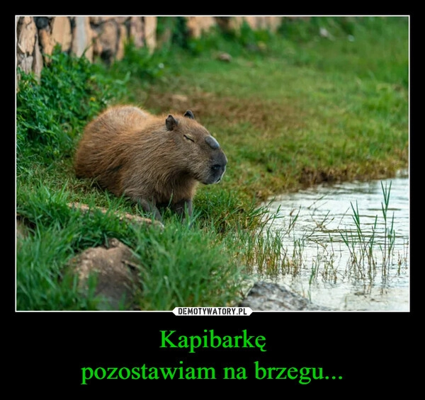 
    Kapibarkę
pozostawiam na brzegu...