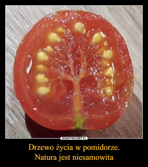 
    Drzewo życia w pomidorze. Natura jest niesamowita