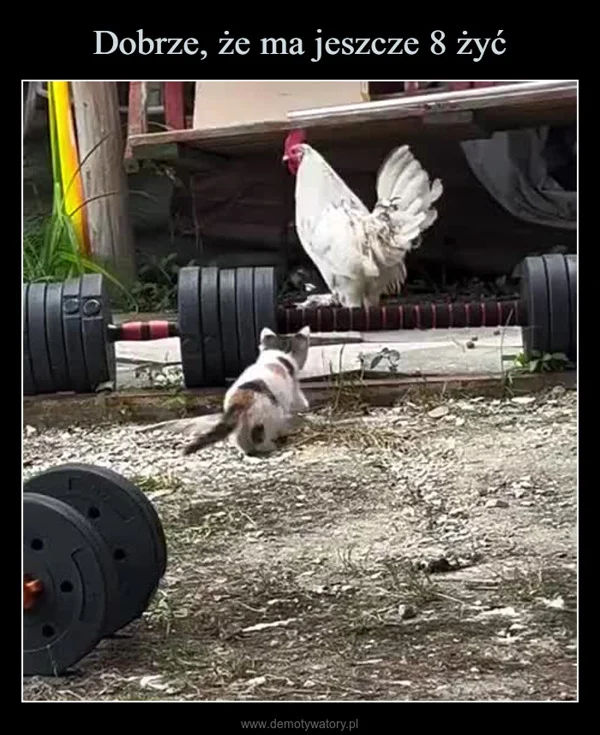 
    Dobrze, że ma jeszcze 8 żyć