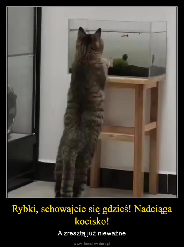 
    Rybki, schowajcie się gdzieś! Nadciąga kocisko!