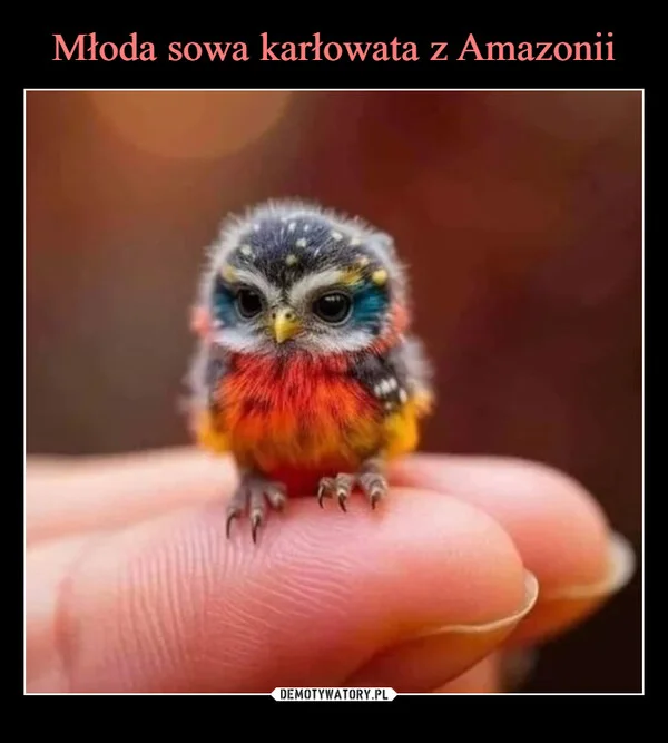 Młoda sowa karłowata z Amazonii