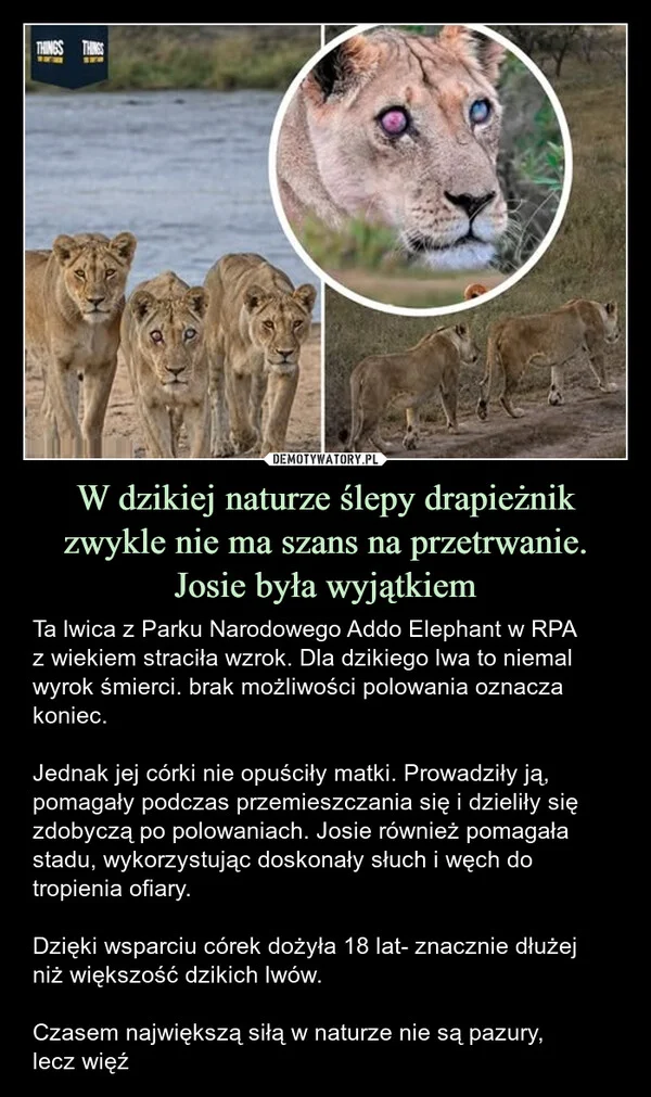 
    W dzikiej naturze ślepy drapieżnik zwykle nie ma szans na przetrwanie. Josie była wyjątkiem