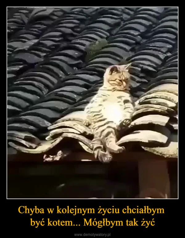 
    Chyba w kolejnym życiu chciałbym być kotem... Mógłbym tak żyć