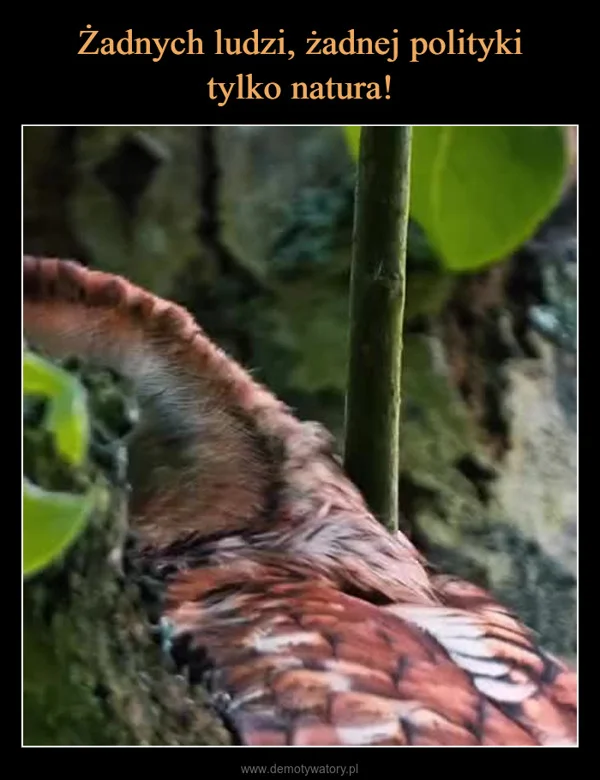 
    Żadnych ludzi, żadnej polityki tylko natura!