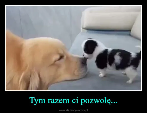 
    Tym razem ci pozwolę...
