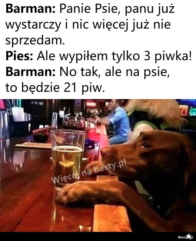 
    Pies na piwie 