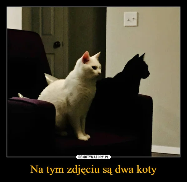 Na tym zdjęciu są dwa koty