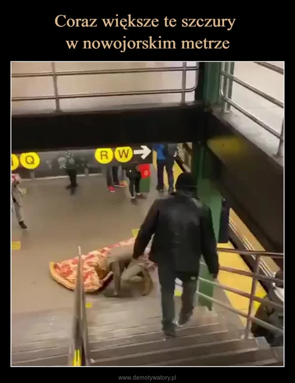 
    Coraz większe te szczury w nowojorskim metrze