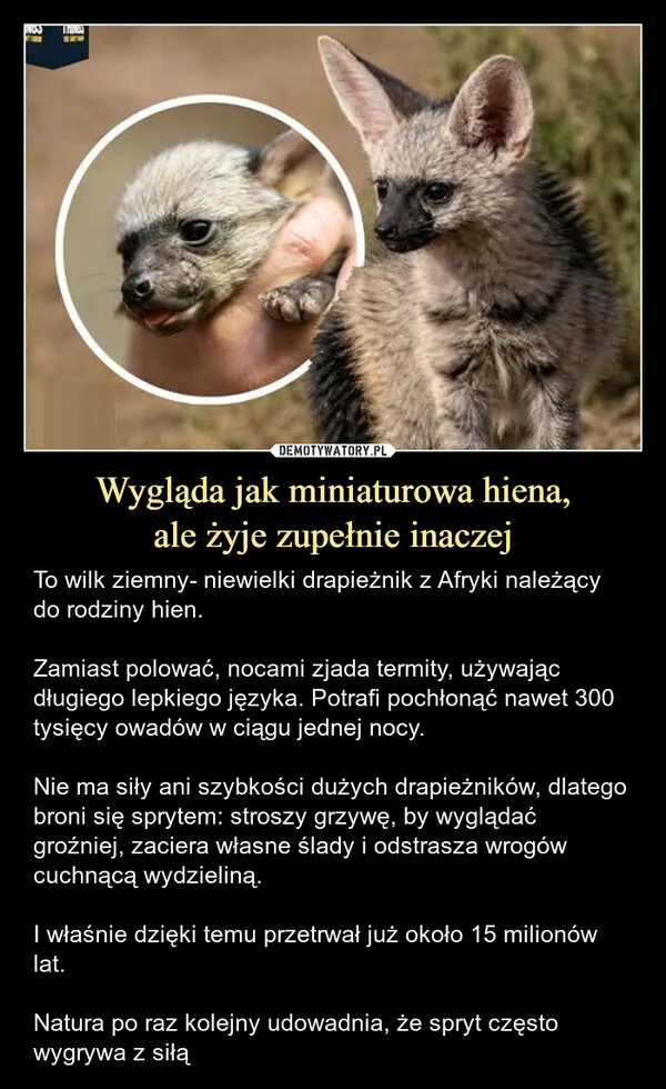 
    Wygląda jak miniaturowa hiena, ale żyje zupełnie inaczej