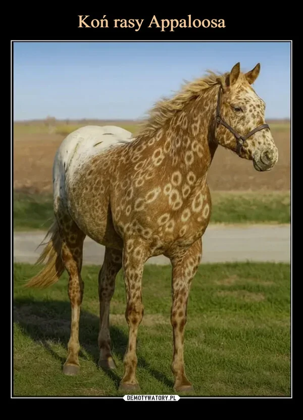 
    Koń rasy Appaloosa