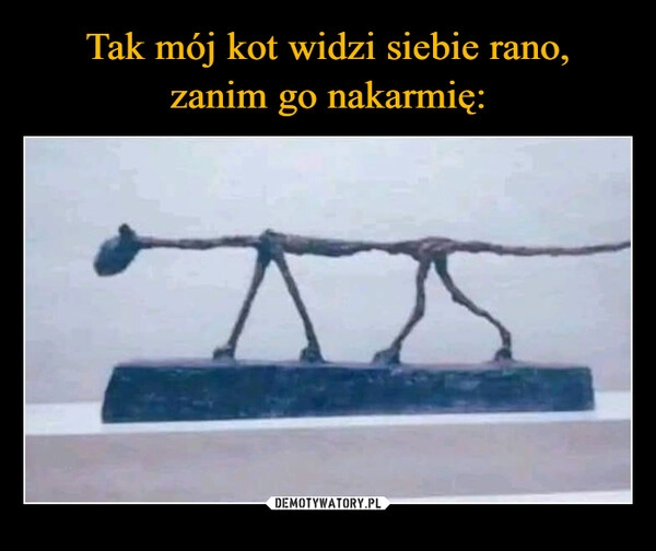 
    Tak mój kot widzi siebie rano,
zanim go nakarmię: