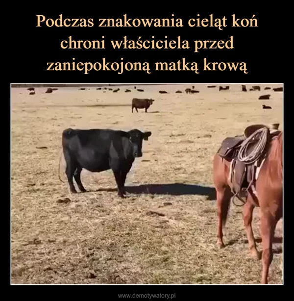 
    Podczas znakowania cieląt koń chroni właściciela przed zaniepokojoną matką krową