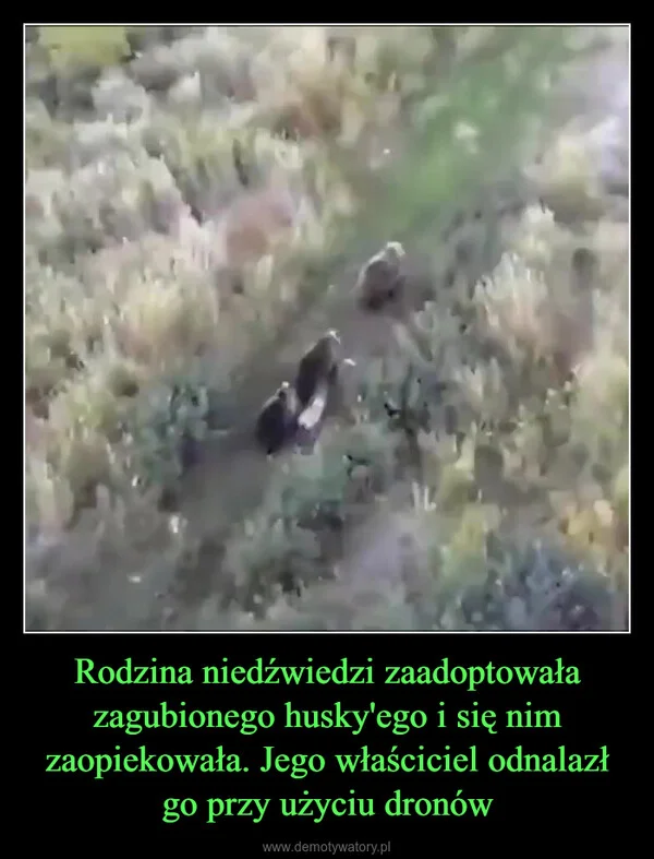 
    Rodzina niedźwiedzi zaadoptowała zagubionego husky'ego i się nim zaopiekowała. Jego właściciel odnalazł go przy użyciu dronów