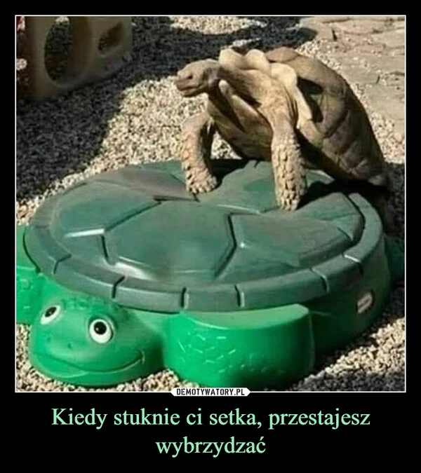 
    Kiedy stuknie ci setka, przestajesz wybrzydzać