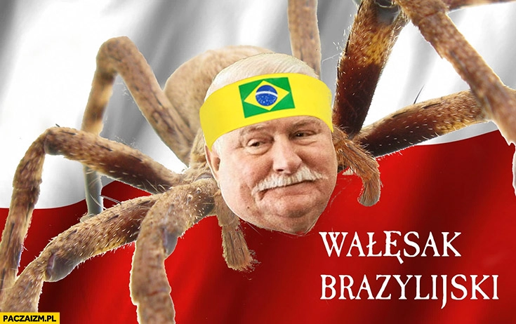 
    Wałęsak brazylijski pająk Lech Wałęsa przeróbka